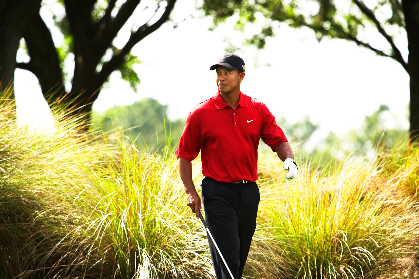 Tiger-Walking-Reeds_work.jpg
