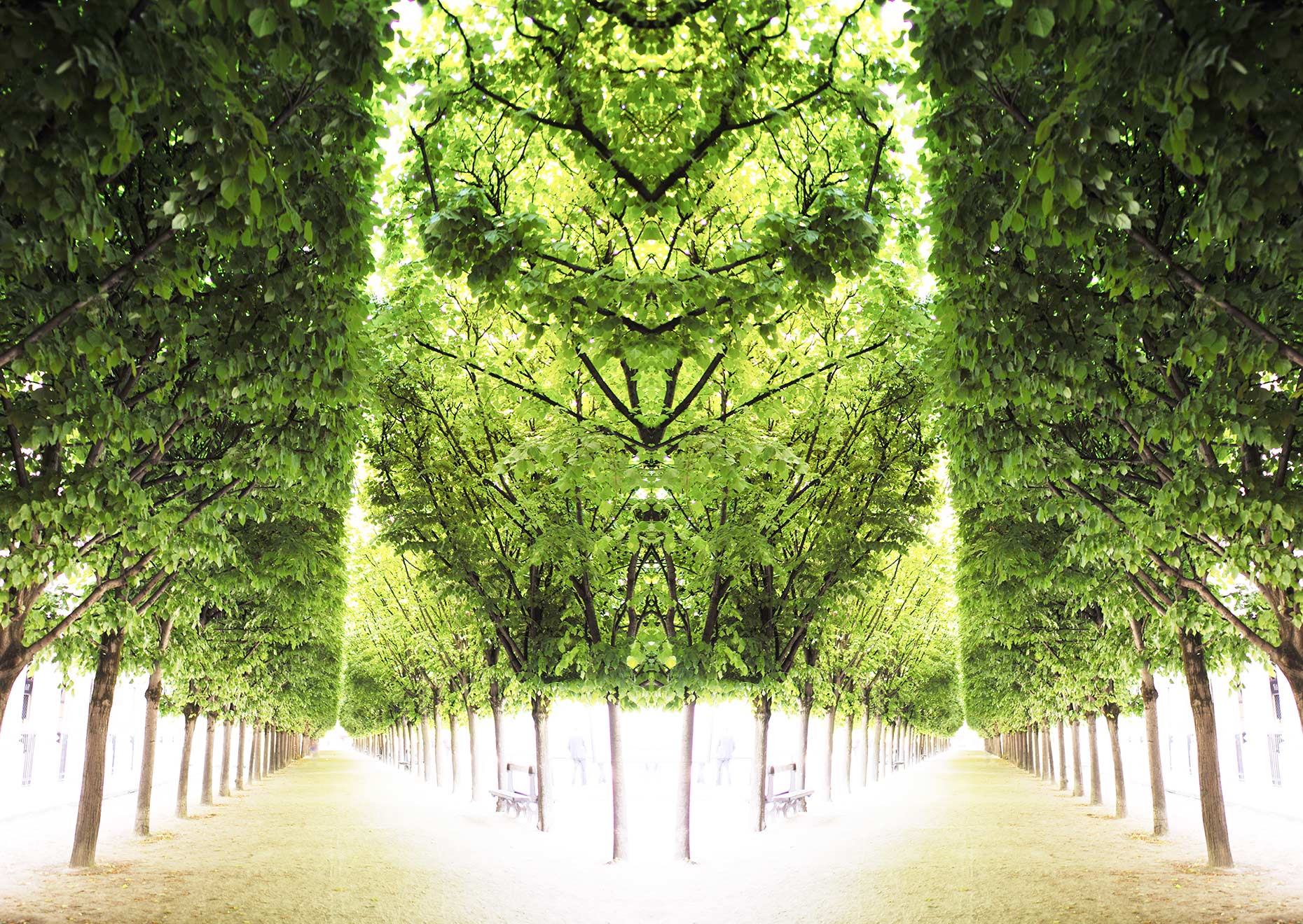 Trees-III-Palais-Royale_web