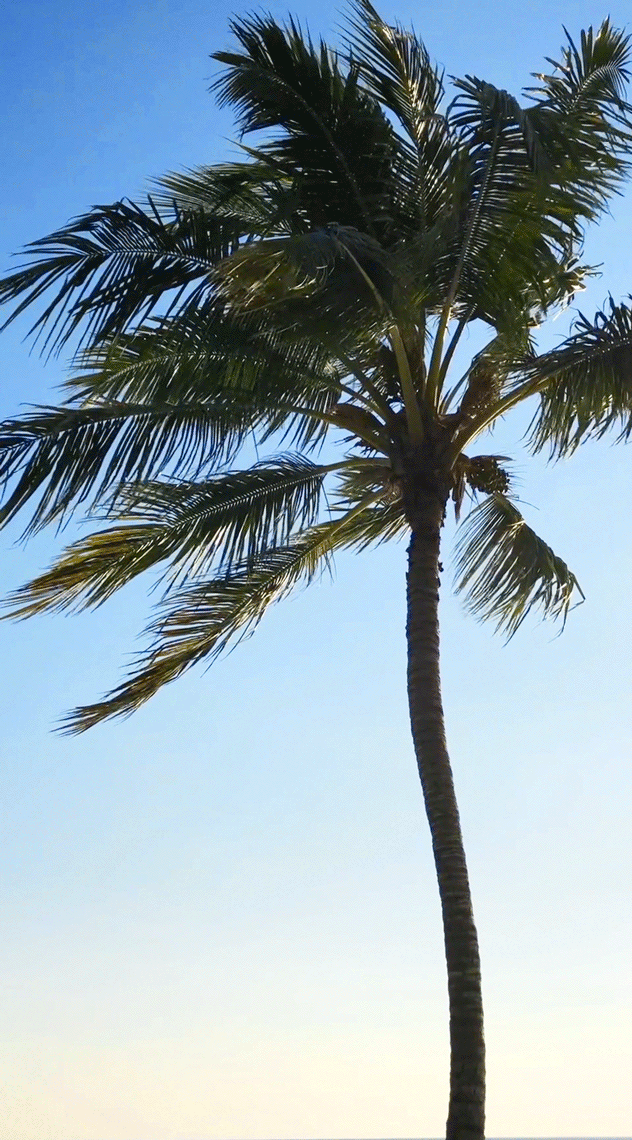 palm-tree-vert