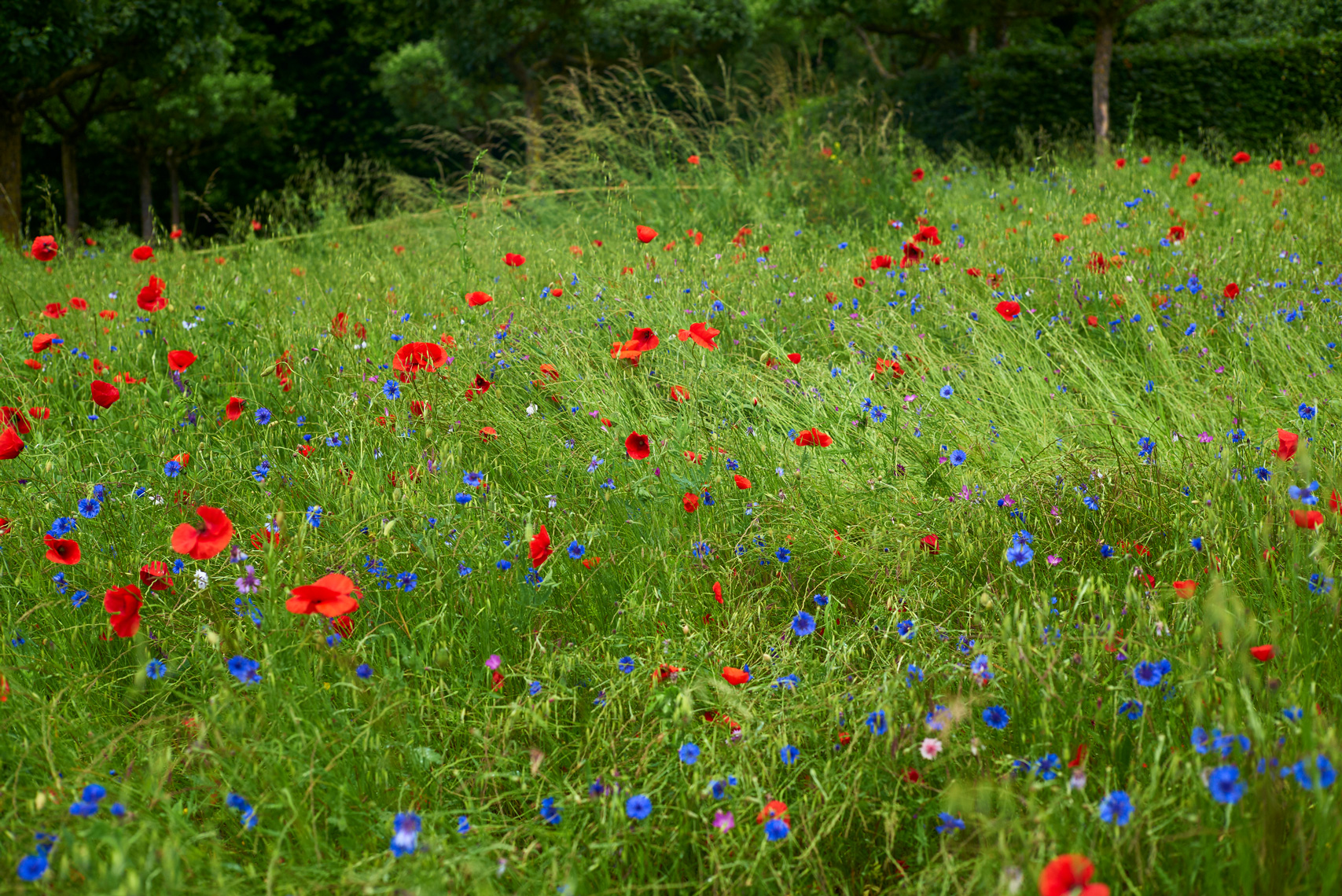 web-LVK_Giverny_2015_0089